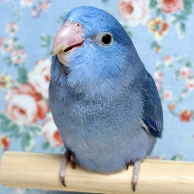 マメルリハ  コバルトバイオレット  男の子  🦋🌧