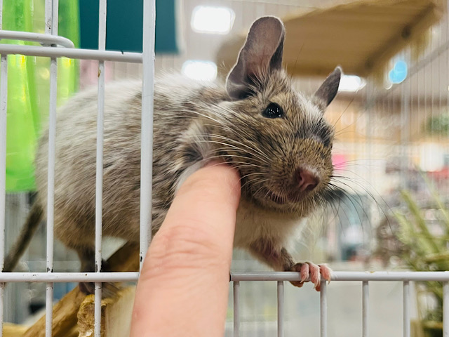 【動画更新🪄】きらきらおめめ‪☆元気いっぱい遊び好き~♩♩デグー(パイド) 女の子