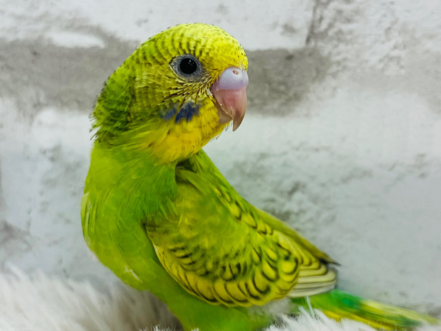 【動画更新🪄】可愛い視線☆１００％っぷらす仕草で１２０％～～♪　セキセイインコ　スパングル～～