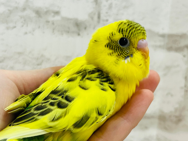 【最新画像更新🪄】ヤばっ♫　おっきい瞳でキラッキラ☆☆しかもーー　笑うし(*´ω`*)　セキセイインコ　ハルクイン～～