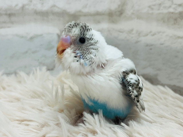 【最新画像更新🪄】白に映える「☆スポット」ｷﾚｲ♪　本人、気にしてナーい　セキセイインコ　ハルクイン～～