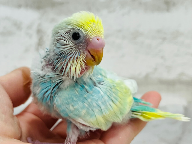 【最新画像更新🪄】早々飛ぶ練習？？　一生懸命さがまた可愛いねっ　セキセイインコ　パステルカラーレインボースパングル～～