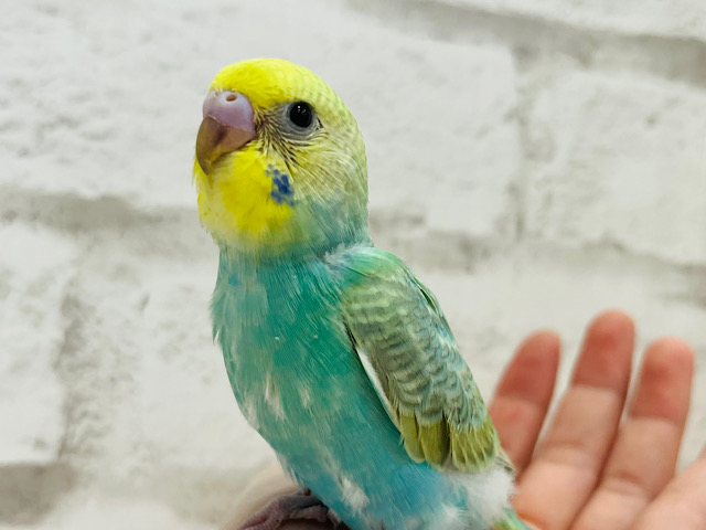 【最新画像更新🪄】コチラが甘えたくなる存在っ　セキセイインコ　パステルカラーレインボー　～～