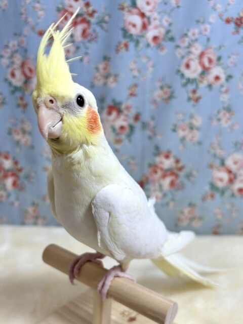 オカメインコ  ルチノー  ‎🤍‪🧡‬‪( ･θ･)✨️