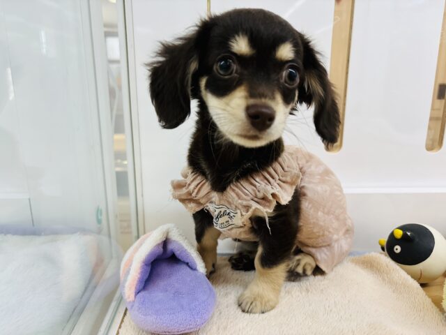 超ホヤホヤ最新画像✨あたちがたくさん笑顔にしてあげる♡ミックス犬ちゃん(カニンヘンダックス×チワワ)