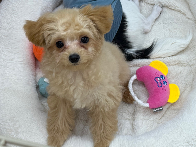 モジモジ君🫣おっとりな元気boy💛マルプー(トイプードル✖️マルチーズ)の男のコきました〜✨