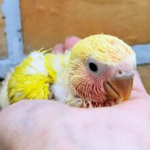 鮮やか〜✨コザクラインコのヒナ(ゴールデンチェリー)入荷しました︎💕