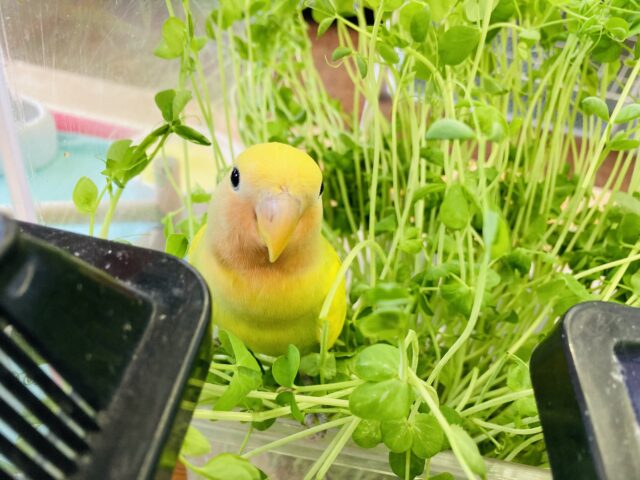 最新画像🌟ぽかぽか激かわ甘えんぼコザっち🔆🌿🫧