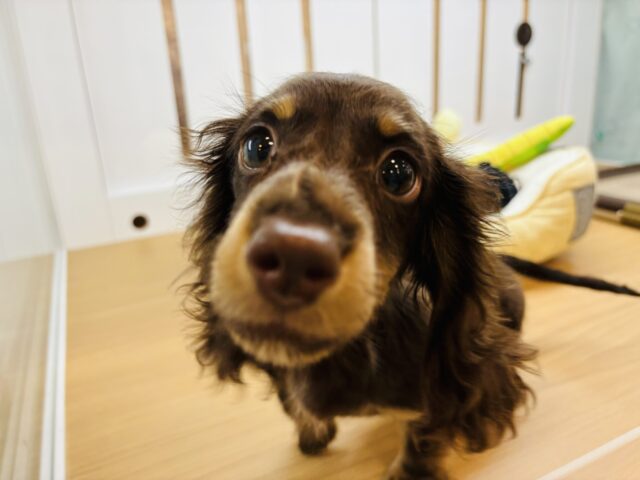 嬉しくてついつい後ろに…ミニチュアダックスフンドくん！