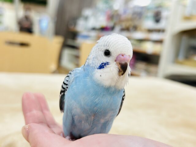 【最新画像更新🪄】猪突猛進☆爽やかブルー🩵セキセイインコ（オパーリン）ヒナ