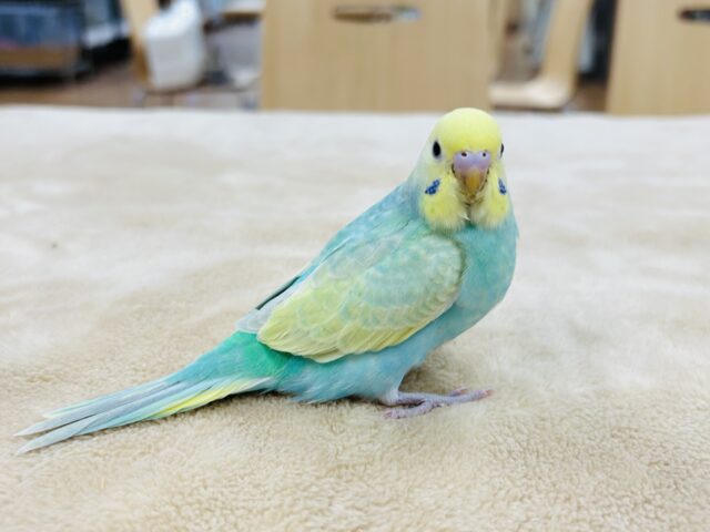 【最新画像更新🪄】華やかさに虜💓セキセイインコ（パステルカラーレインボースパングル）ヒナ