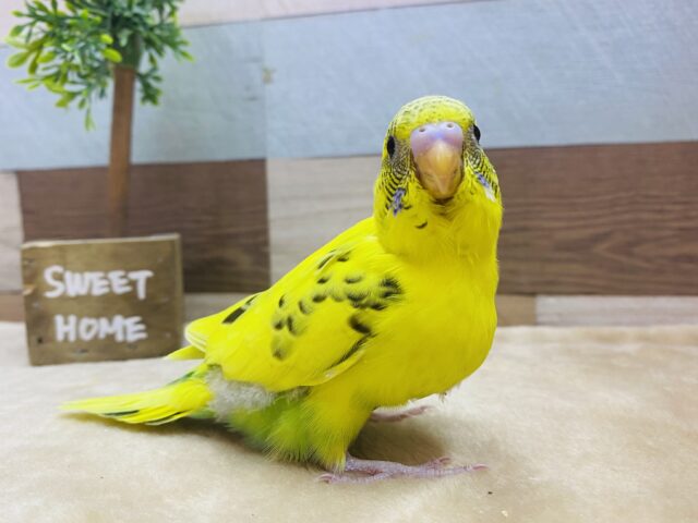 最新画像有ります❗️☁️ワタワタおぱんつでお出かけ〜♪まん丸おめめのセキセイインコの黄ハルクイン💛