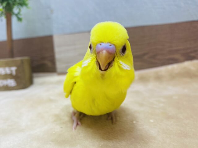 最新画像有ります🌟きゅるきゅる赤目が可愛すぎるっ❤️元気いっぱいセキセイインコのルチノー⭐️