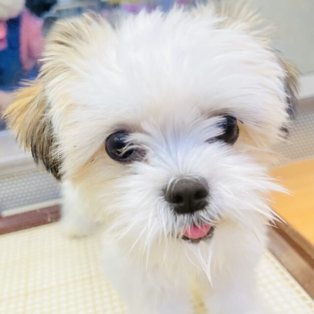 最新画像あり！元気ハツラツ！！チワワ×シーズー☆彡