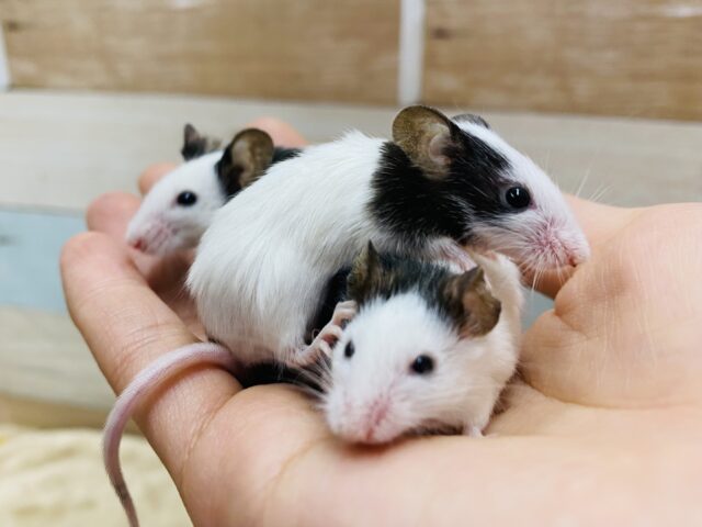 あと３匹❗️わちゃわちゃ〜🥰✨小さな体に魅力がたっぷりパンダマウス女の子🩷