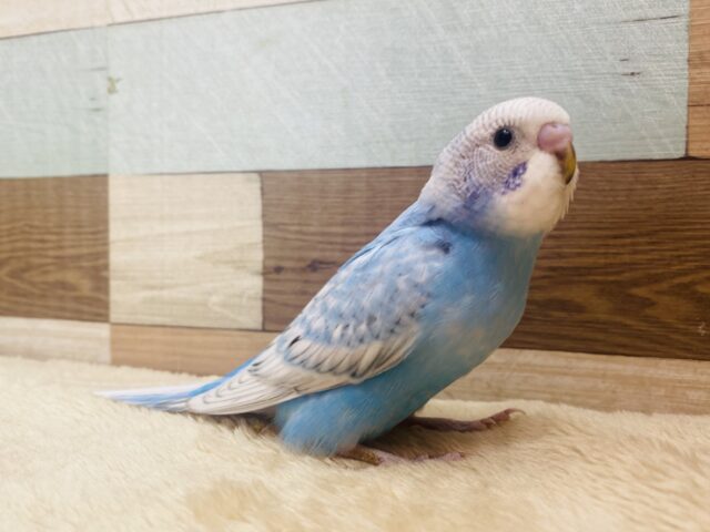 最新画像有ります✨クールに？爽やかに？人気の高い青✖️白のスパングルがやってきた〜❗️