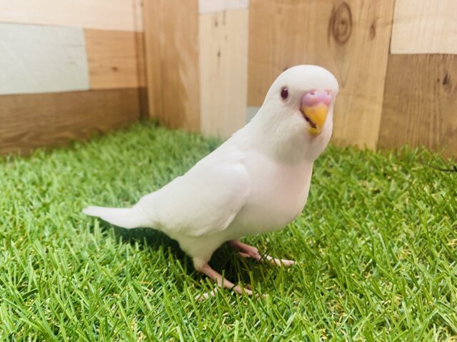 最新画像有ります⭐️撮影中はバシッと決めないとね📸✨ドヤ顔マシマシで可愛すぎるセキセイインコ（アルビノ）