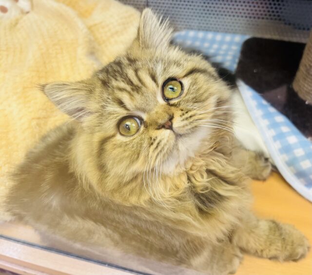 最新画像・動画あり！守りたくなる可愛さなフォールデックス(=^・・^=)