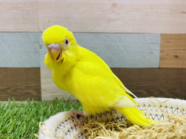 最新画像有ります❗️真っ黄色な身体で元気ハツラツ💪🔥セキセイインコのルチノー‼️