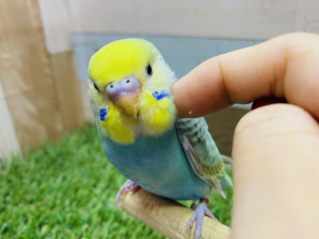 最新画像有ります❗️ヒナ餌卒業🌟優しく包み込んで下さいな💕キラキラエメラルドグリーンのセキセイインコ（パステルカラーレインボー）🌈