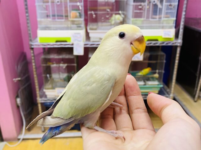 最新画像有ります❗️ヒナ餌卒業🎓優しくあわ〜いお色が可愛すぎますっ😍コザクラインコのシナモン❣️