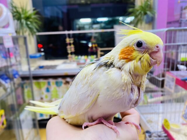 最新画像有ります🌟吸い込まれそうな大きなお口を見せてくれます‼️小さいけれど立派なオカメインコパイドカラー🌟