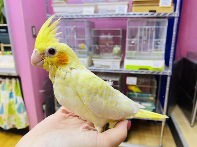 最新画像有ります🌟うっすら浮かび上がっている模様が素敵なんです💓定番人気のオカメインコルチノーカラー🌟