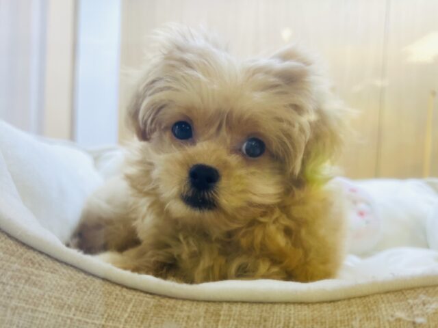 最新画像載ってます🌟かまちょすぎるペキプーちゃん😍