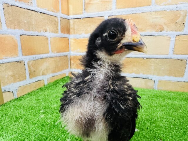 ピヨピヨ♡慣れてきたよ♡ミックスチャボ〜！