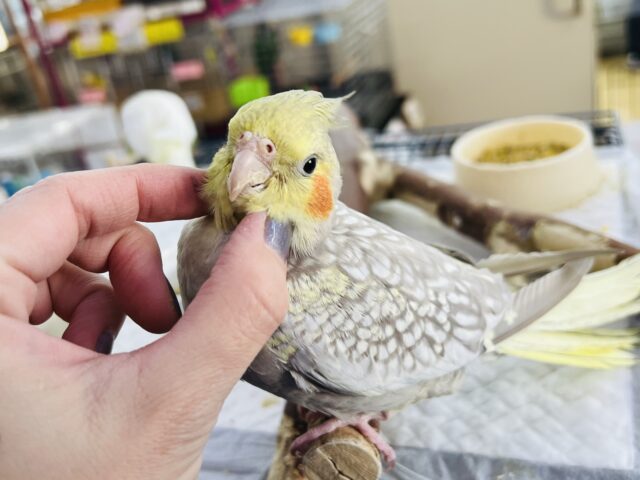1/23更新♡カキカキの気持ちよさに気づいたおんぷきゅんなオカメインコ（シナモンパール）