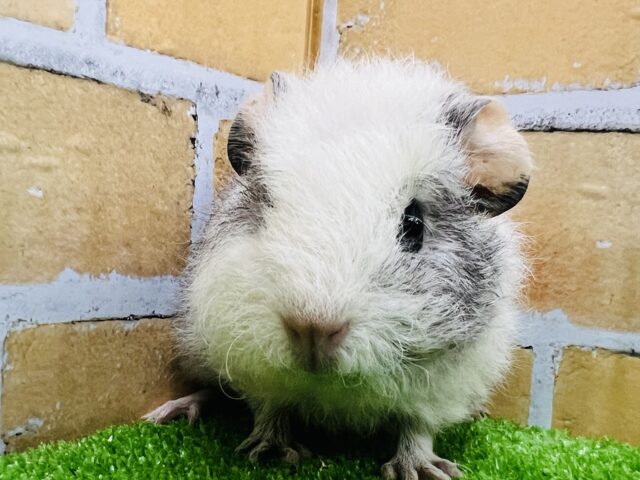 くるくる天然パーマ♡テディモルモットの女の子☆