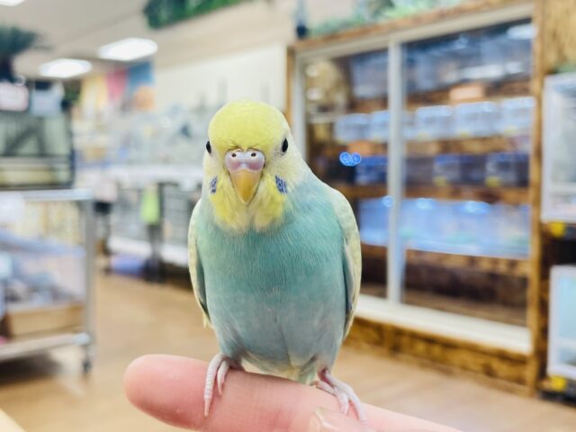 【最新画像・動画更新🪄】ポップキャンディ🍭❤︎セキセイインコ（パステルカラーレインボー）ヒナ