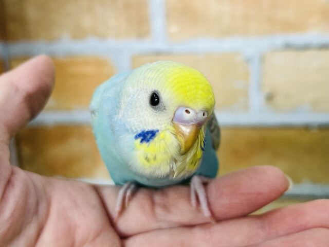 2/12更新☆元気いっぱい！華やかなセキセイインコ〜☆