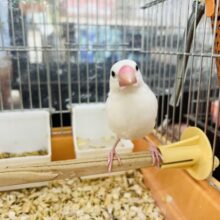 ①2/15更新☆慣れ慣れ♡白文鳥〜グレー少し多いよ☆