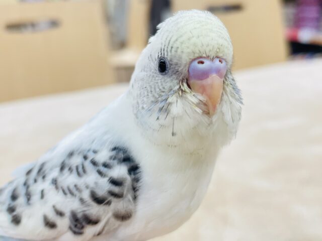 【最新画像更新🪄】表情豊かで元気いっぱい☆☆セキセイインコ（四色ハルクイン）ヒナ