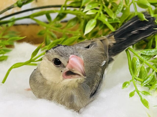 3/11更新☆①ちびデビル⁈桜文鳥〜♡