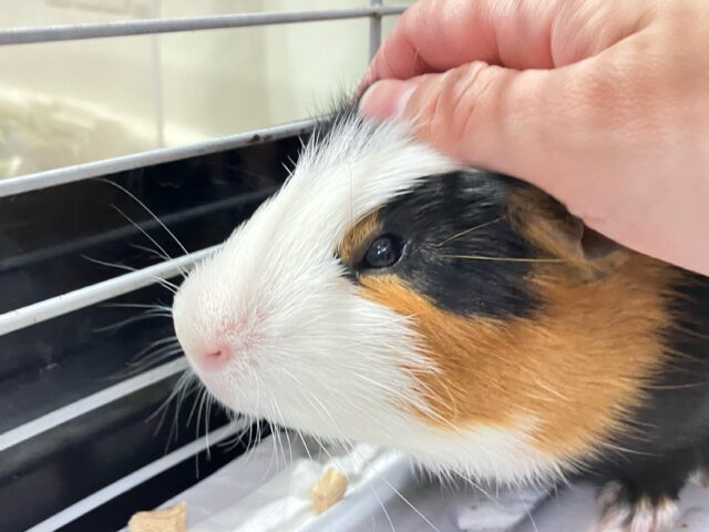 ✨最新画像✨自慢の美脚と黒タイツ🧦🖤⟡.·イングリッシュモルモット短毛(2024年7月生まれ)