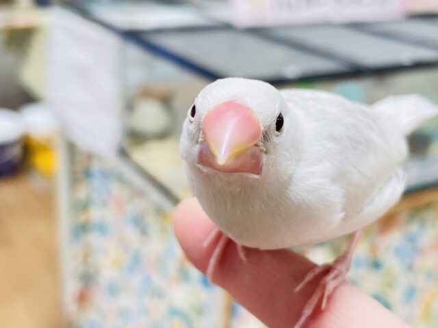 【最新画像更新🪄カゴデビューしました☆】裸ん坊ちゃんがやって来た🌟白文鳥　ヒナ