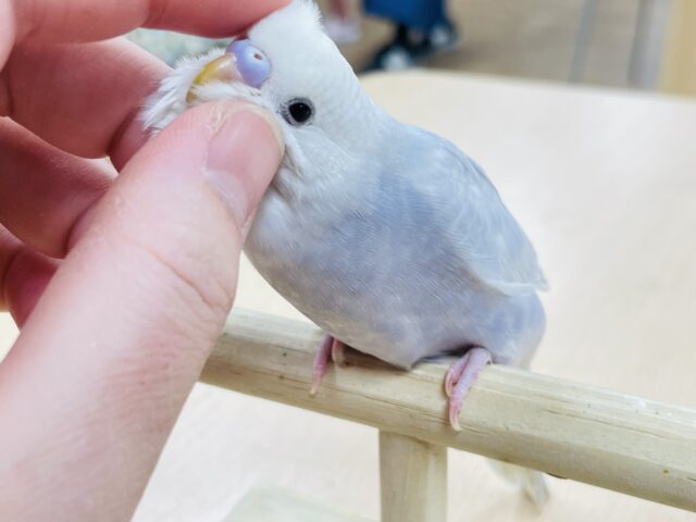 【動画更新🪄】綺麗すぎる色合い♡セキセイインコ（ライラック）ヒナ