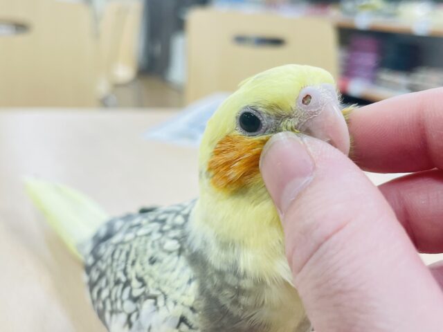 【最新画像更新🪄】綺麗なパール模様💖オカメインコ（パールパイド）ヒナ