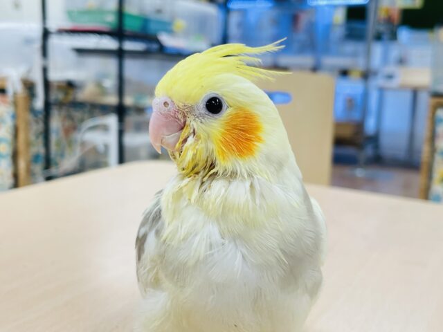 【最新画像更新🪄】ヒナ鳴きが止まらない🫧オカメインコ（シナモンパイド）ヒナ