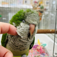 愛されフォルムに癒されて🫧オキナインコ(グリーン)