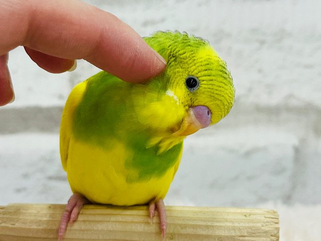 【最新画像・動画更新🪄もうすぐひとり餌‪☆】見ているだけで～お腹いっぱい☆　セキセイインコ　（チーム）パイド～～