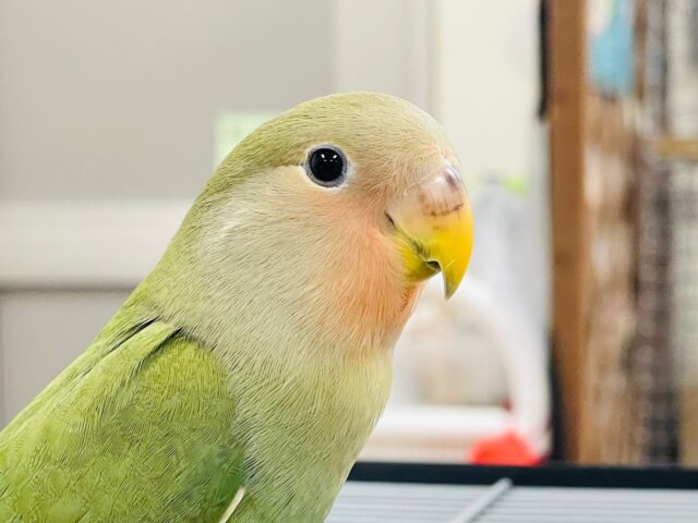 【最新画像更新🪄カゴデビューしました☆】周りが気になってしょうがない！コザクラインコ（ノーマル）ヒナ