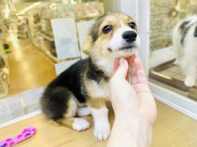 お耳たちました！　元気いっぱいコーギーちゃん🐶❣️