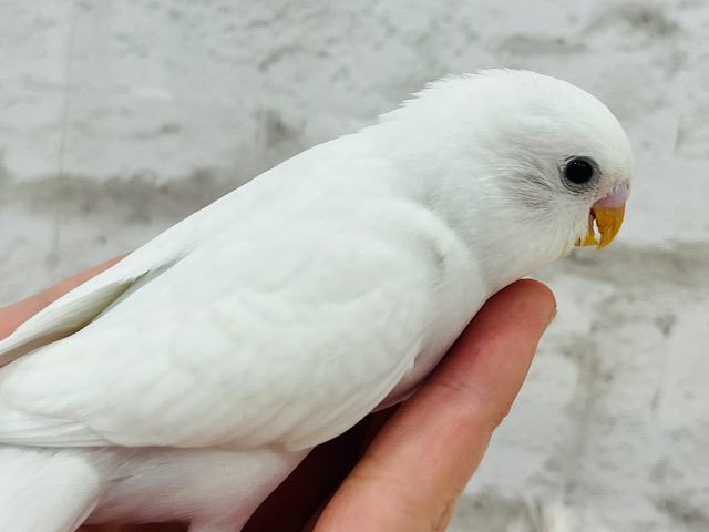 【最新画像更新🪄】表情豊か🫧にっこり笑顔がキュートな子♡セキセイインコ(ダブルファクター) ヒナ