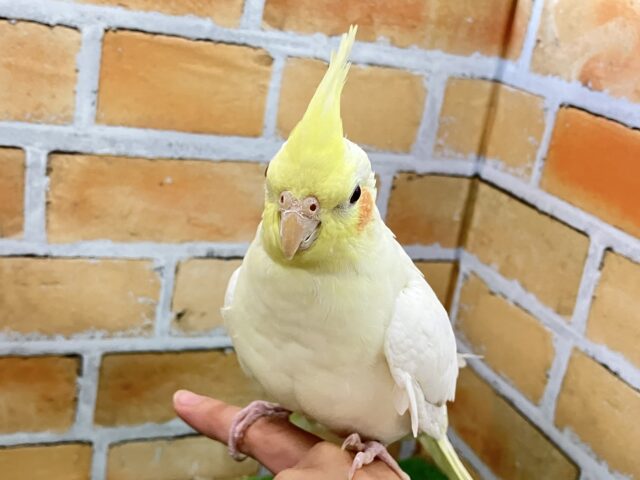 ✨３／９更新✨③本当は…ちょっと甘えたいの🈂️♡オカメインコ（ルチノー/2024年9月生まれ）