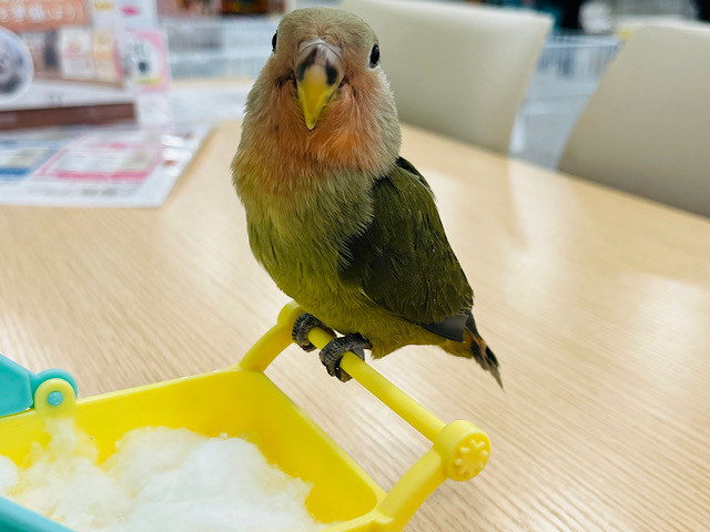 【動画更新🪄ひとり餌‪になりました☆】わたっ子🐣可愛い可愛いオリーブちゃん🫒コザクラインコ(オリーブ) ヒナ