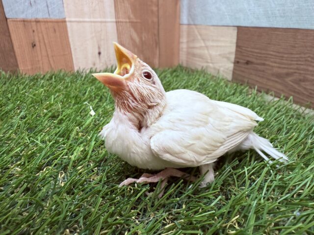 最新画像あります⭐️シルバー✖️赤目がオシャレな子❣️シルバーイノ文鳥‼️