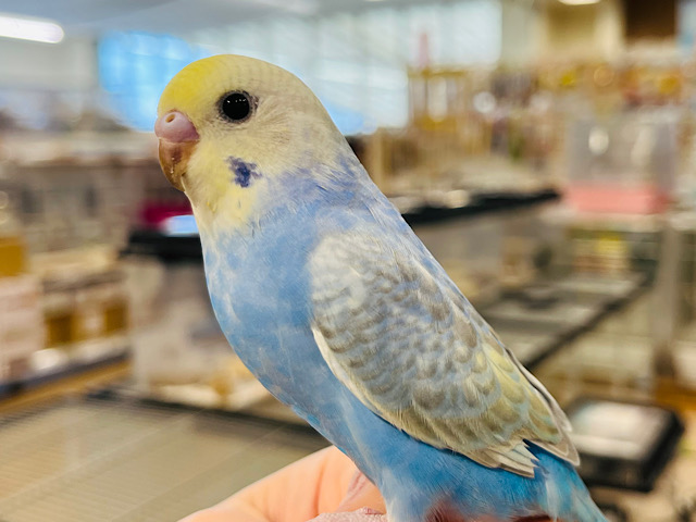 【動画更新🪄】癒しを届けるお仕事ですっ‪*ˊᵕˋ*セキセイインコ(レインボー) ヒナ